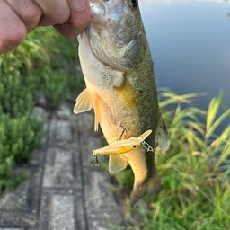 ラージマウスバス