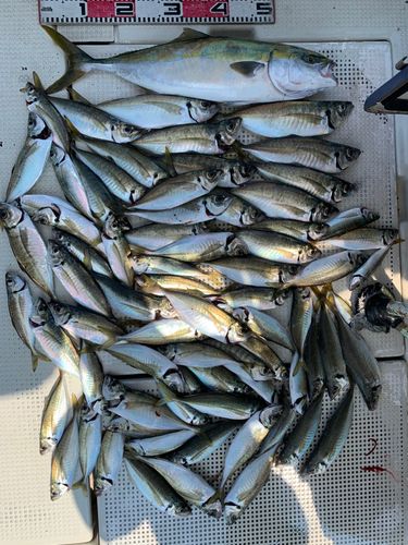 ハマチの釣果