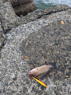 オオモンハタの釣果