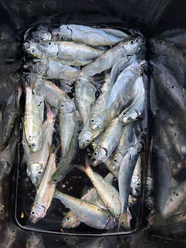 サッパの釣果
