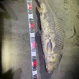 セイゴ（タイリクスズキ）