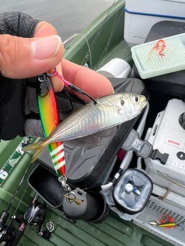 タイの釣果