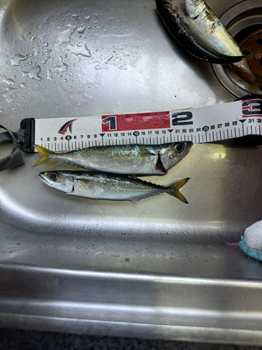 サバの釣果