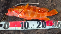 アカハタの釣果