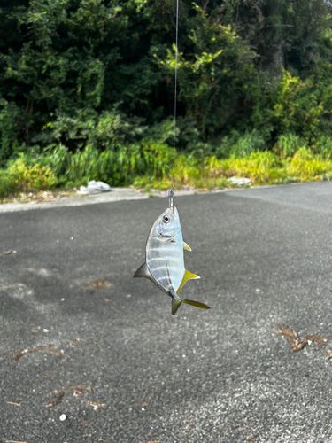 メッキの釣果