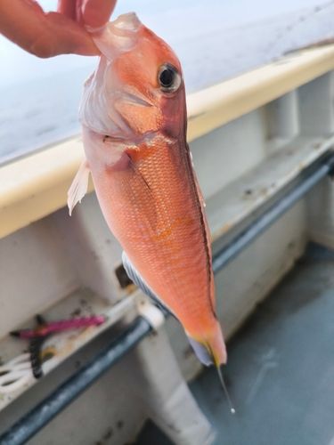 アマダイの釣果
