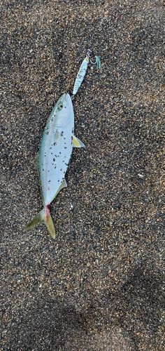ワカシの釣果