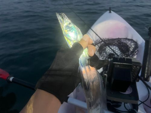 タチウオの釣果