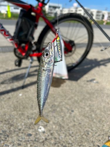 サバの釣果
