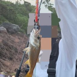 クロムツ