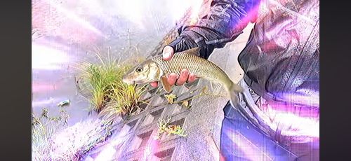 ニゴイの釣果