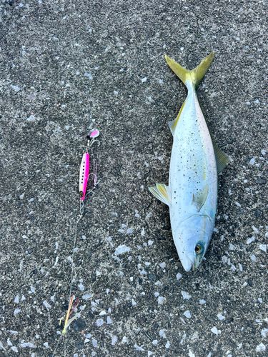 ヤズの釣果