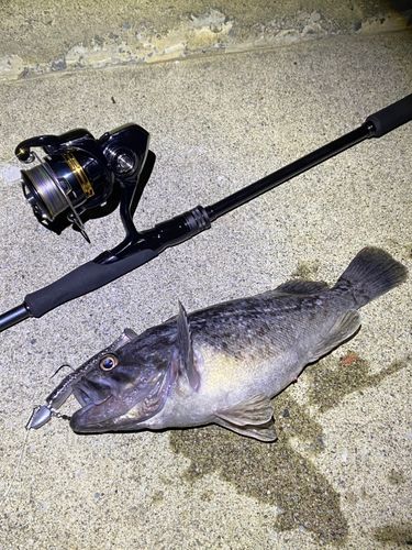 クロソイの釣果
