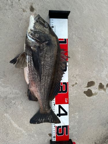 チヌの釣果