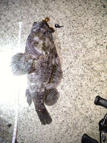 オウゴンムラソイ