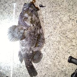 オウゴンムラソイ