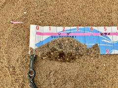 ヒラメの釣果