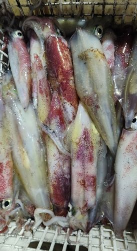 ケンサキイカの釣果