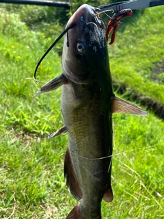 アメリカナマズの釣果
