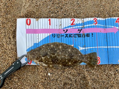 ソゲの釣果