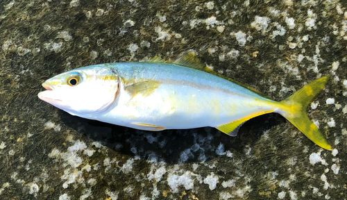 コゾクラの釣果