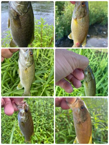 スモールマウスバスの釣果