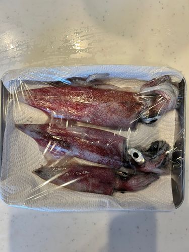 ケンサキイカの釣果