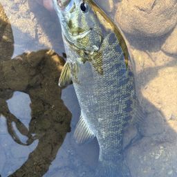 スモールマウスバス