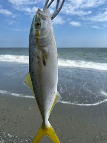 ワカシの釣果