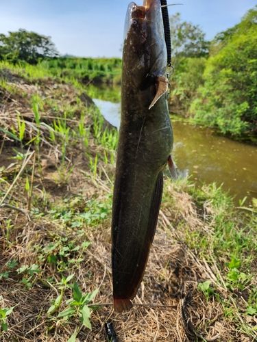 ナマズの釣果