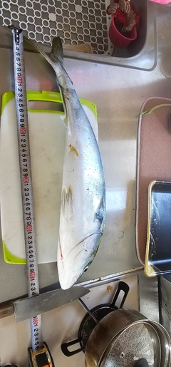 イナダの釣果