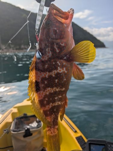 キジハタの釣果