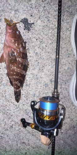 釣果