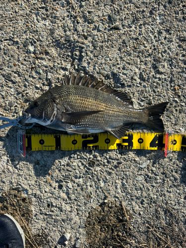 チヌの釣果