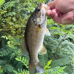 スモールマウスバス