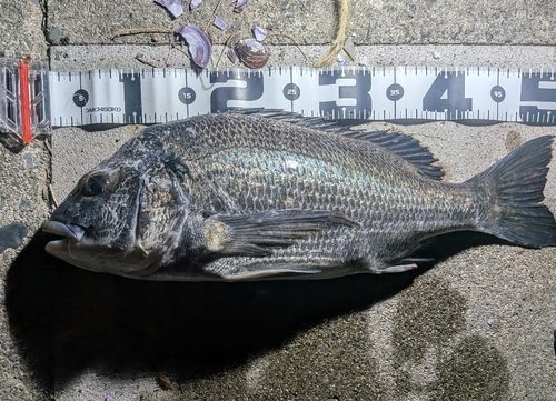 チヌの釣果