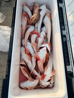 ホウボウの釣果