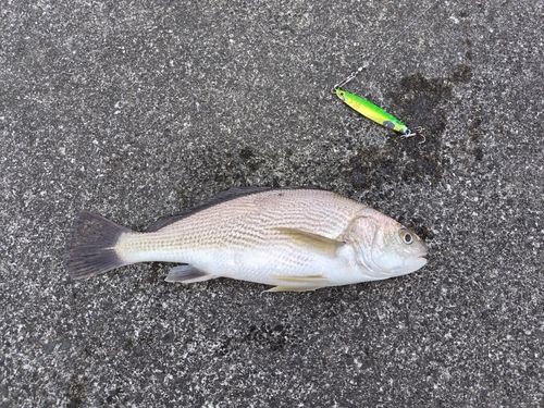 ニベの釣果
