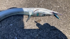 ダツの釣果