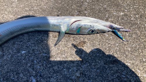 ダツの釣果