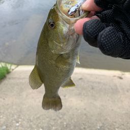 スモールマウスバス