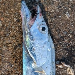 タチウオ