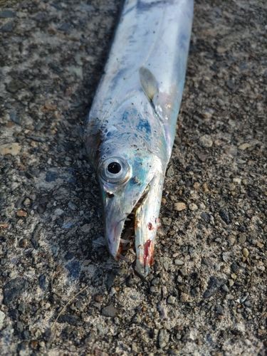 タチウオの釣果