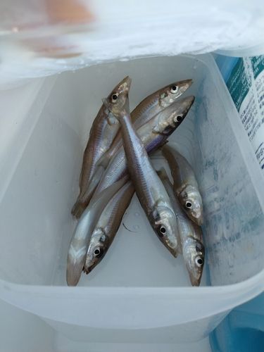 キスの釣果