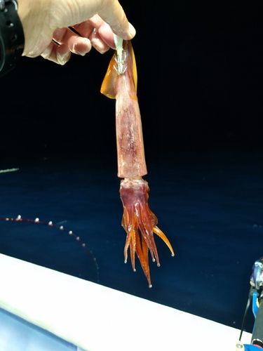ムラサキイカの釣果