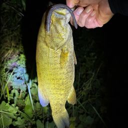 スモールマウスバス