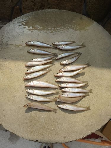 キスの釣果
