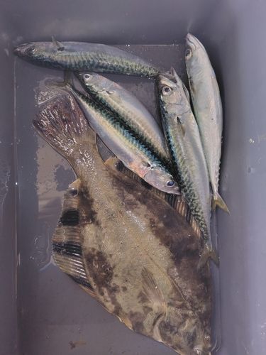サバの釣果