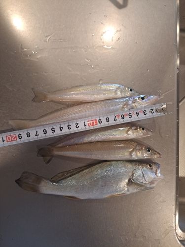 キスの釣果