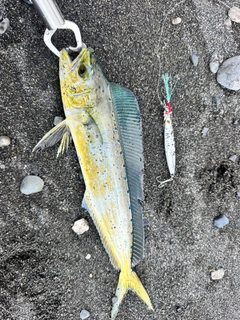 シイラの釣果